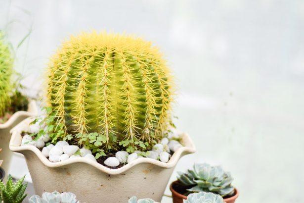 Ar Jūsų Gelstantis Kaktusas Dar Išgyvens? 5 Žingsniai Augalui Išgelbėti, Prieš Išmetant Jį Laukan!