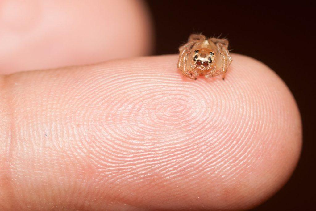 Ar mes tikrai miegodami praryjame vorus? Mokslininkai pateikė įdomių detalių apie miegą. Ar miegodami praryjame vorus?