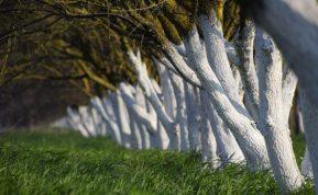 Ar verta balinti medžius lapkritį: kada ir kaip tai daryti?