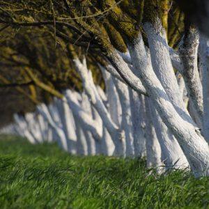 Ar verta balinti medžius lapkritį: kada ir kaip tai daryti?