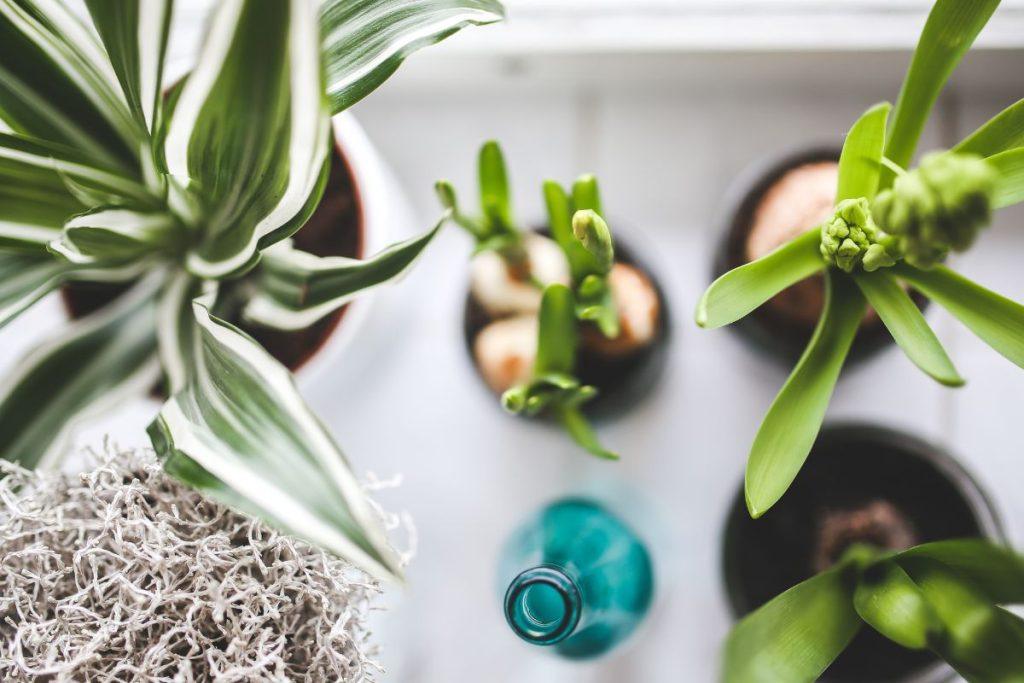 Augalai nuvysta žiemą, jei turi plonus ir gležnus lapus