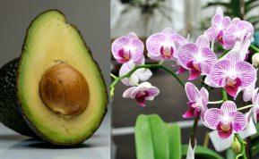 Avokado kauliukas orchidėjoms – paprastas triukas, kad jos žydėtų dar gausiau