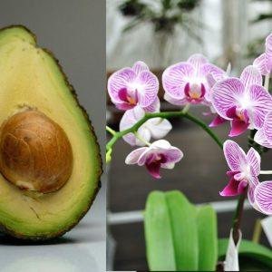 Avokado kauliukas orchidėjoms – paprastas triukas, kad jos žydėtų dar gausiau