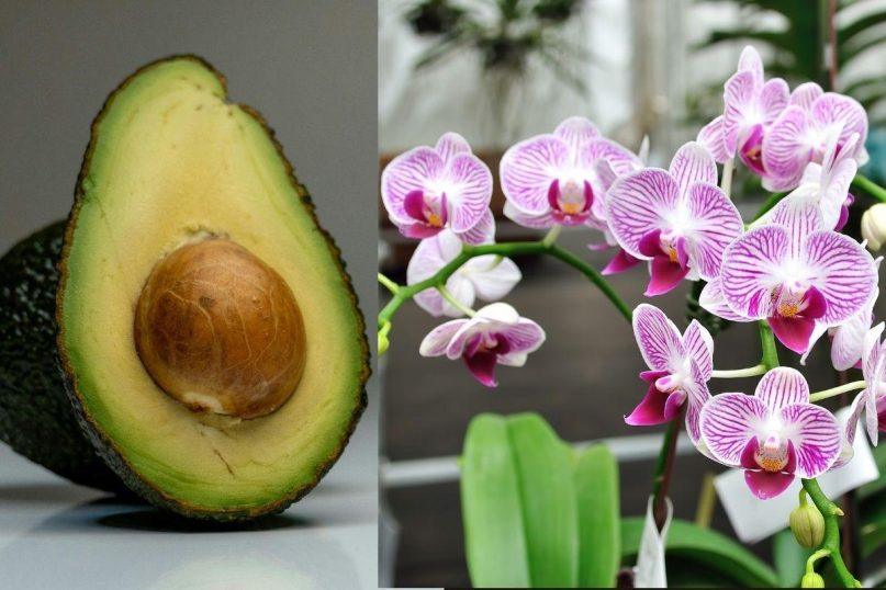 Avokado kauliukas orchidėjoms – paprastas triukas, kad jos žydėtų dar gausiau