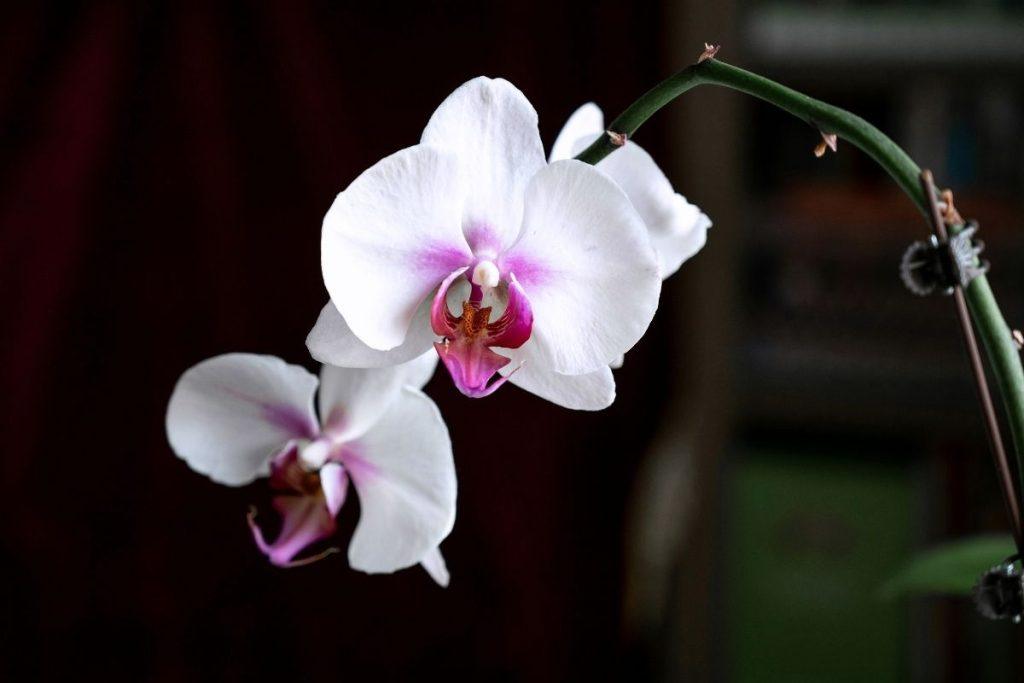 Avokado kauliukas orchidėjoms – pigus ir veiksmingas būdas paskatinti žydėjimą