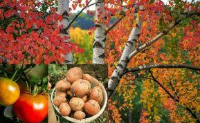 Beržo lapai apsaugo bulves nuo spragšių lervų ir pomidorus nuo kenkėjų