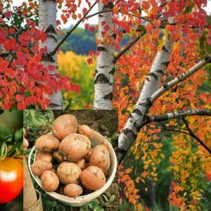 Beržo lapai apsaugo bulves nuo spragšių lervų ir pomidorus nuo kenkėjų