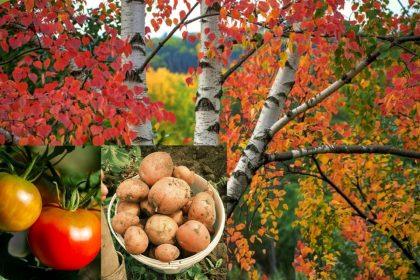 Beržo lapai apsaugo bulves nuo spragšių lervų ir pomidorus nuo kenkėjų