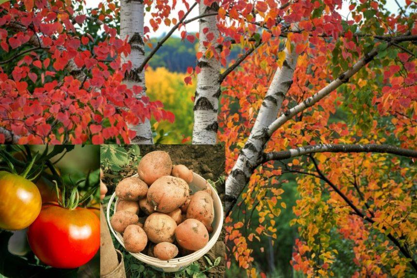 Beržo lapai apsaugo bulves nuo spragšių lervų ir pomidorus nuo kenkėjų