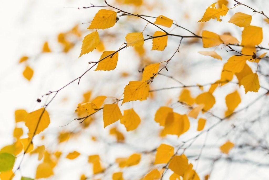 Beržo lapai kaip natūrali apsauga nuo daržo kenkėjųBeržo lapai kaip natūrali apsauga nuo daržo kenkėjų