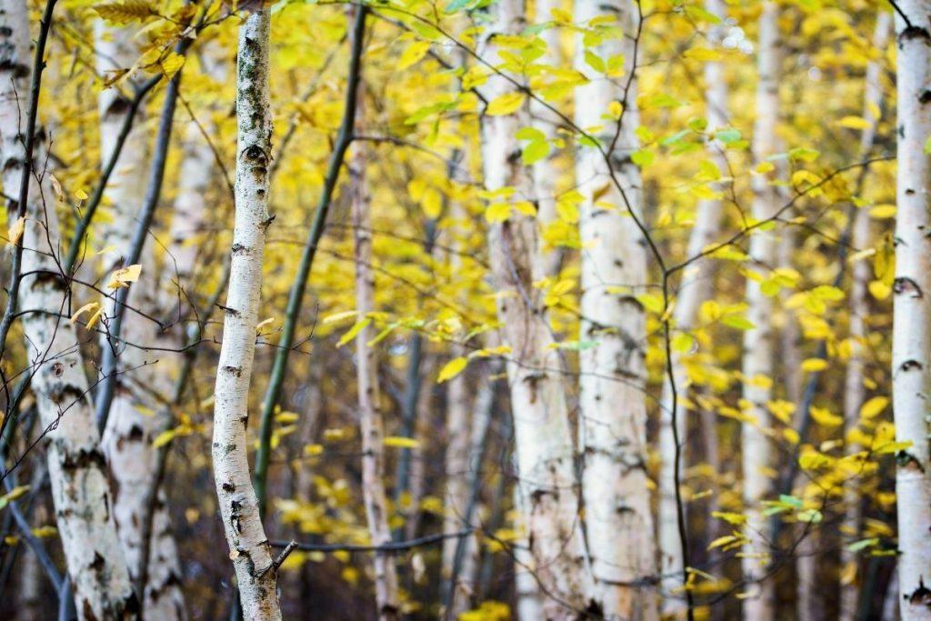 Beržo lapai padeda išlaikyti sveikas bulves ir pomidorus visą sezoną