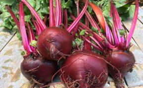 Burokėliai: nauda sveikatai ir galimi šalutiniai poveikiai