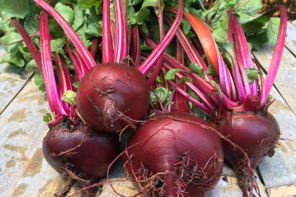 Burokėliai: nauda sveikatai ir galimi šalutiniai poveikiai