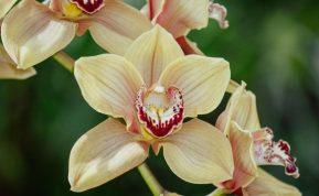 Ką daryti, jei nuvysta orchidėja? Jei veiksite greitai, galėsite išgelbėti augalą