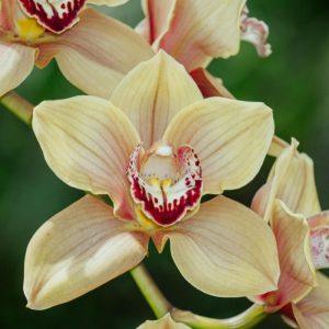 Ką daryti, jei nuvysta orchidėja? Jei veiksite greitai, galėsite išgelbėti augalą