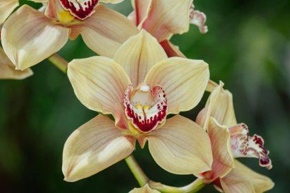 Ką daryti, jei nuvysta orchidėja? Jei veiksite greitai, galėsite išgelbėti augalą