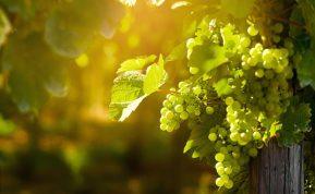 Ekspertai išskyrė 7 naudingiausias savybes, dėl kurių vynuoges turėtumėte valgyti dažniau