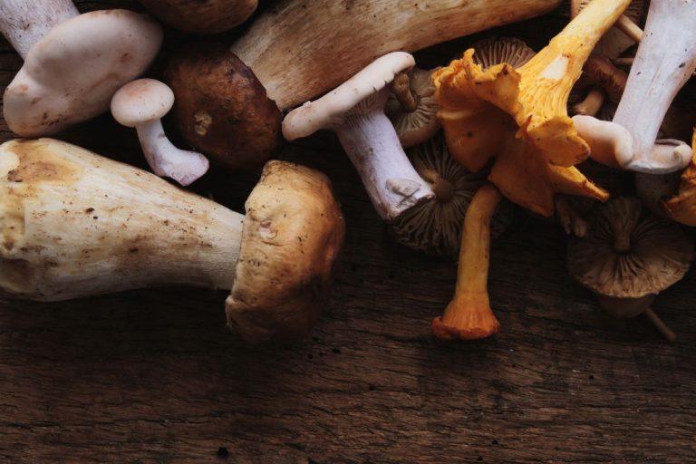 Fermentuoti grybai: galingas antioksidacinis poveikis