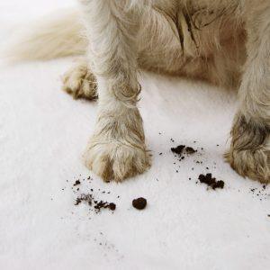 Greitas būdas sausai išvalyti kilimą. Jis kvepės kaip naujas