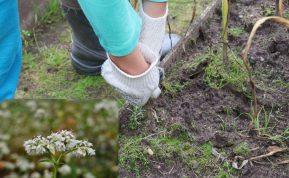 Grikių sėjimas – kada ir kokioje žemėje jie auga geriausiai