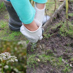 Grikių sėjimas – kada ir kokioje žemėje jie auga geriausiai