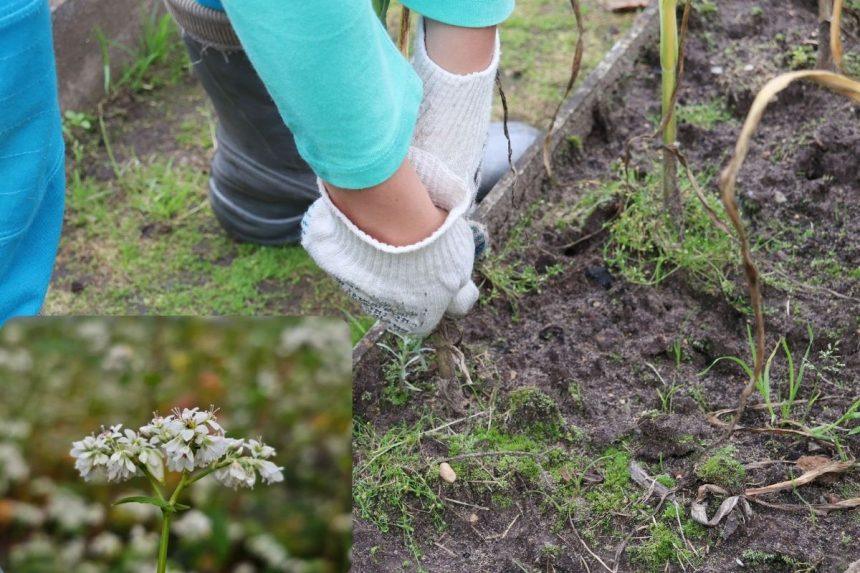 Grikių sėjimas – kada ir kokioje žemėje jie auga geriausiai