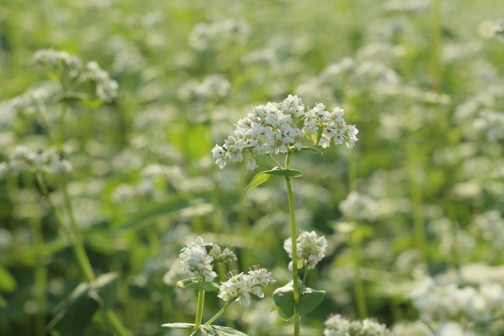 Grikių sėjimas: kada, kur ir kodėl verta juos auginti