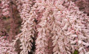 Išskirtinis rožinis krūmas jūsų sodui. Nereikalauja daug priežiūros, tačiau užburia savo grožiu