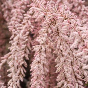 Išskirtinis rožinis krūmas jūsų sodui. Nereikalauja daug priežiūros, tačiau užburia savo grožiu