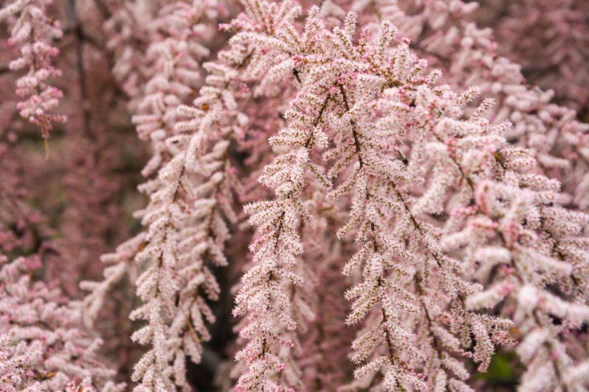 Išskirtinis rožinis krūmas jūsų sodui. Nereikalauja daug priežiūros, tačiau užburia savo grožiu