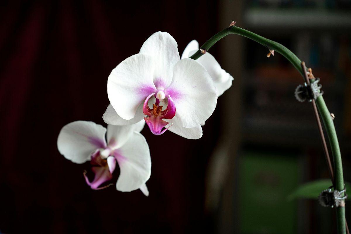 Jūsų orchidėja nežydi? Paslaptingi triukai, kurie užtikrins stulbinantį orchidėjos žydėjimą!