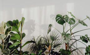 Ką daryti, jei žiemą džiūsta kambarinių augalų lapų galiukai?