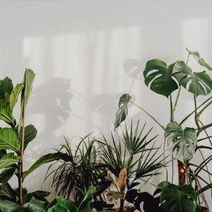 Ką daryti, jei žiemą džiūsta kambarinių augalų lapų galiukai?