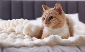 Ką reiškia, kai katė mėgsta miegoti savo šeimininko lovoje?