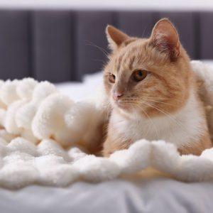 Ką reiškia, kai katė mėgsta miegoti savo šeimininko lovoje?