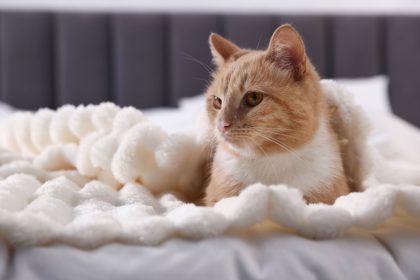 Ką reiškia, kai katė mėgsta miegoti savo šeimininko lovoje?