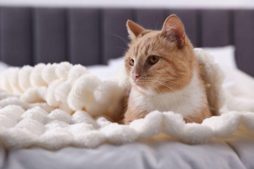 Ką reiškia, kai katė mėgsta miegoti savo šeimininko lovoje?