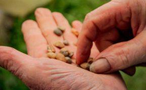 Ką sėti ir sodinti lapkritį, kad jau pavasarį sulauktumėte gausaus derliaus?