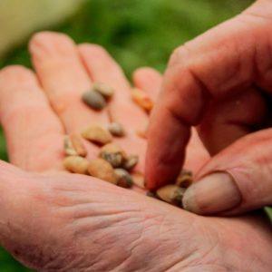 Ką sėti ir sodinti lapkritį, kad jau pavasarį sulauktumėte gausaus derliaus?