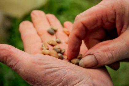 Ką sėti ir sodinti lapkritį, kad jau pavasarį sulauktumėte gausaus derliaus?