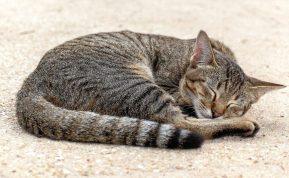 Kačių miego pozos. Ką jos atskleidžia?