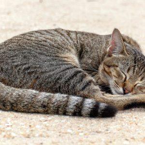 Kačių miego pozos. Ką jos atskleidžia?
