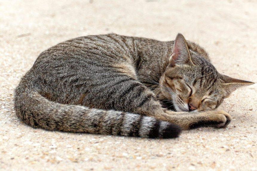 Kačių miego pozos. Ką jos atskleidžia?