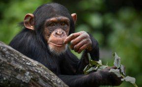 Kai šimpanzės mąsto kaip žmonės: naujausi mokslininkų atradimai apie racionalų protą