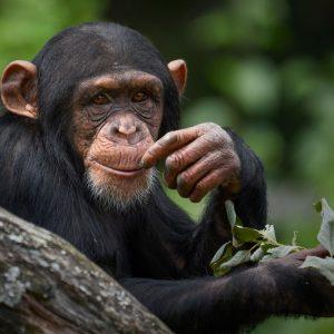 Kai šimpanzės mąsto kaip žmonės: naujausi mokslininkų atradimai apie racionalų protą
