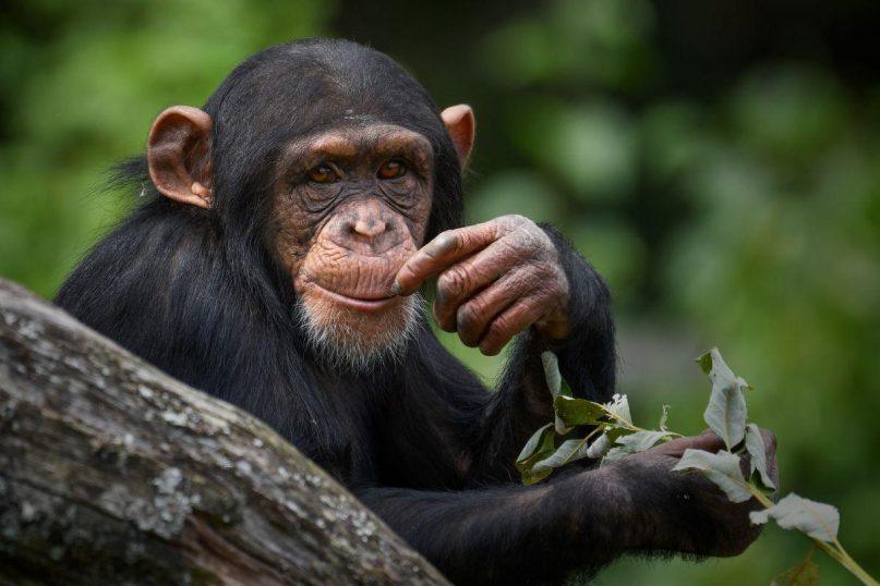 Kai šimpanzės mąsto kaip žmonės: naujausi mokslininkų atradimai apie racionalų protą