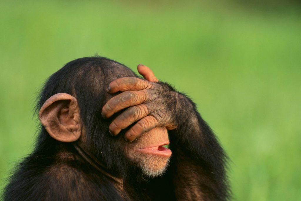 Kai šimpanzės mąsto kaip žmonės: naujausi mokslininkų atradimai apie racionalų protą. Eksperimentas pakeitęs požiūrį į šimpanzes