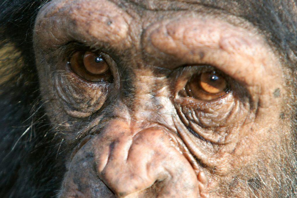 Kai šimpanzės mąsto kaip žmonės: naujausi mokslininkų atradimai apie racionalų protą. Eksperimentas svarbus supratimui apie protą