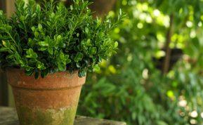 Kai sode norisi žalumos: geležinis visžalis augalas išgyvensiantis net didesnius šalčius