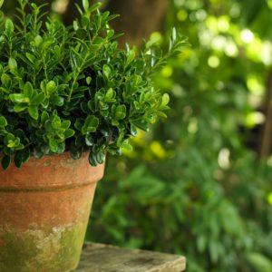 Kai sode norisi žalumos: geležinis visžalis augalas išgyvensiantis net didesnius šalčius